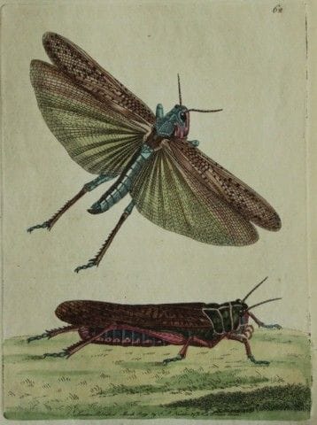 Shaw &amp; Nodder - Sauterelle migratrice ou erran