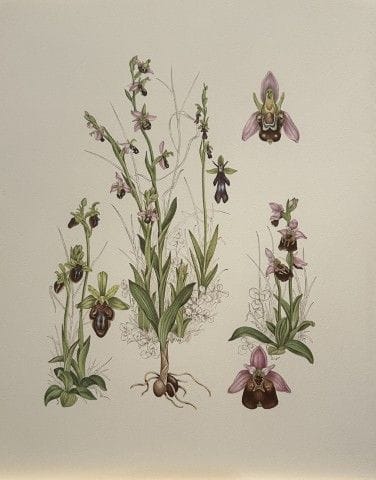 Mary Grierson - Magnifique lithographie d'orchidée