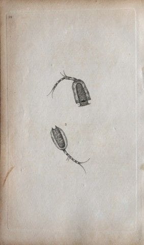 Edward Donovan - Gravure sur cuivre représentant d