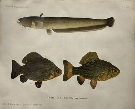 Wilhelm von Wright – Wunderschöne Lithografie mit 