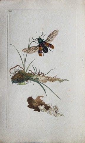 Edward Donovan - Gravure sur cuivre représentant d