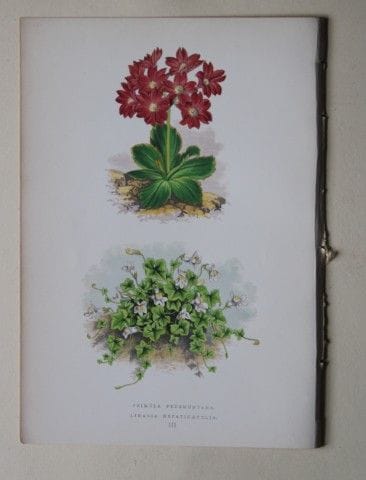 Stiche von Alpenpflanzen von A. F. Lydon und B. Fa