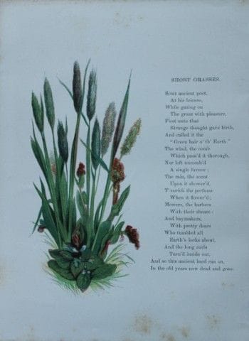 Birket Foster – Handkolorierter Stich „Short Grass