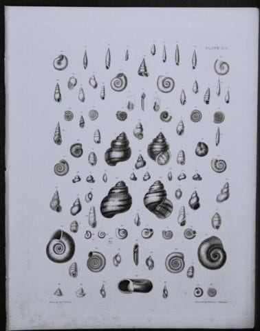 Kapitän Thomas Brown – Stich mit Muschelmotiven, 1