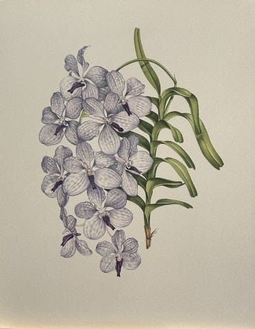 Mary Grierson - Magnifique lithographie d'orchidée