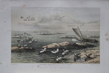 L. Lloyd – „Eiderente-Jagd“ von Korner, 1867.

Die