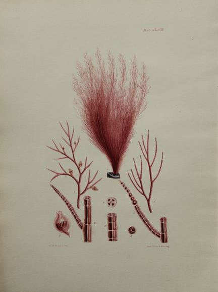 威廉-哈维 - 1846 年《海草》手绘石版画。

这幅石版画出自 Phycologia Brita