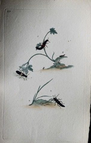 Edward Donovan - Gravure sur cuivre représentant d