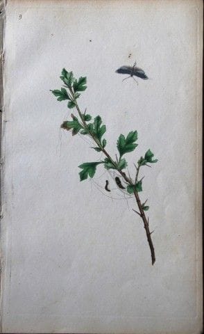 Edward Donovan - Gravure sur cuivre représentant d