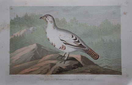 L. Lloyd – Auerhuhn-Weibchen von Korner, 1867.

Di