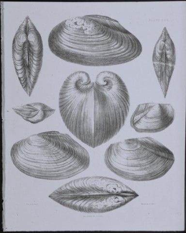 Kapitän Thomas Brown – Stich mit Muschelmotiven, 1