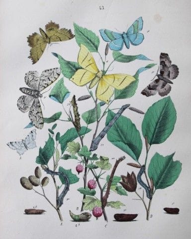 WF Kirby – Handkolorierte Lithografie aus „Europea