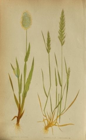 Edward Lowe – „A Natural History of British Grasse
