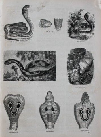 Gravure représentant des serpents, publiée par Cha
