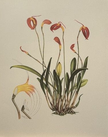 Mary Grierson - Magnifique lithographie d'orchidée