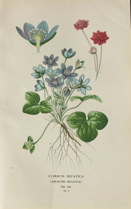 Edward Step - Chromolithographie de fleurs, 1896.
