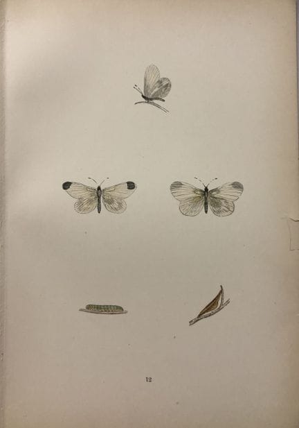 Révérend F. O. Morris – Gravure représentant des p