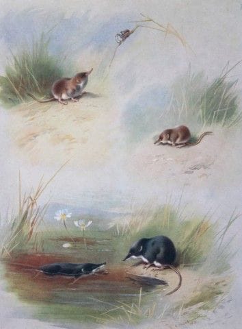 A Thorburn - Print of Common, Lesser and Water Shr