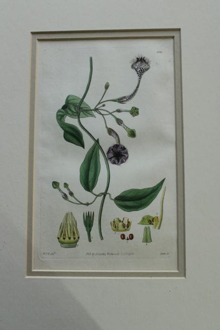 WJ Hooker - Gravure rare tirée du *Botanical Magaz