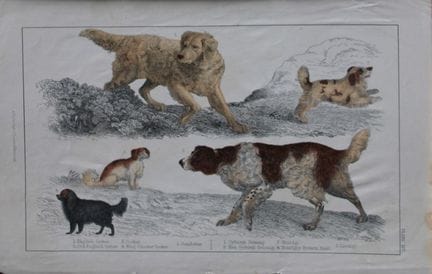 Oliver Goldsmith - Gravure représentant des chiens