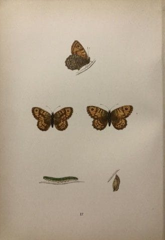 Révérend F. O. Morris – Gravure représentant des p