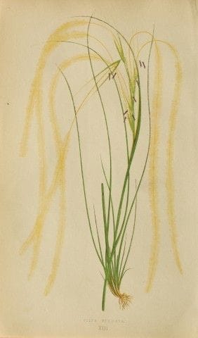 Edward Lowe – „A Natural History of British Grasse