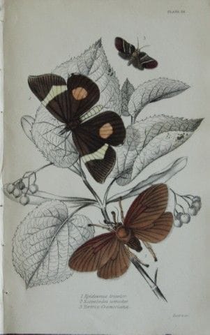 James Duncan - Gravure coloriée à la main représen