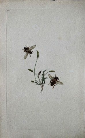 Edward Donovan - Gravure sur cuivre représentant d