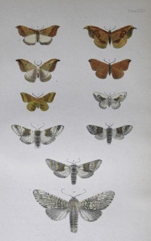 Révérend F.O. Morris - Gravure représentant des pa