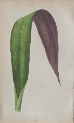 Edward Lowe - Beautiful Leaved Plants 1861.

This 