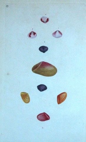 Edward Donovan – Handkolorierter Stich von Muschel