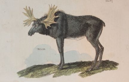 Brightly – Kupferstich eines Elchs, 1811.

Dieser 