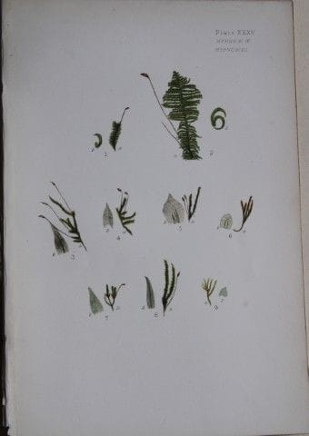 F.E. Tripp - Gravure coloriée à la main représenta