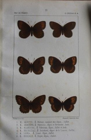 约瑟夫·德拉海——1851年《法国蝴蝶》彩色石版画。

这幅彩色石版画选自约瑟夫·德拉海所著的《法国