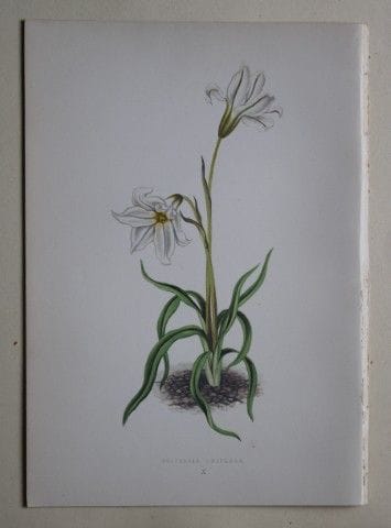 Stiche von Alpenpflanzen von A. F. Lydon und B. Fa