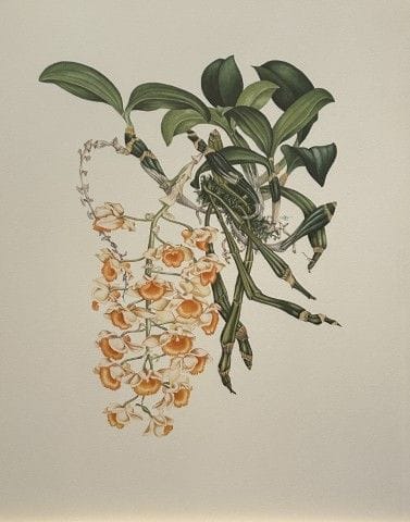 Mary Grierson - Magnifique lithographie d'orchidée