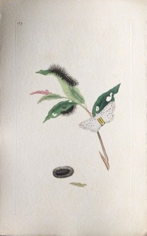 Edward Donovan – Kupferstich mit Mottenmotiven, 17