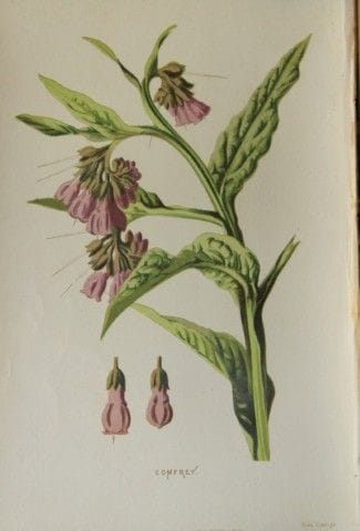Shirley Hibberd – Beinwell 1877.

Dieser chromolit