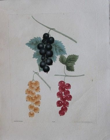 George Brookshaw - Planche III : Variétés de grose