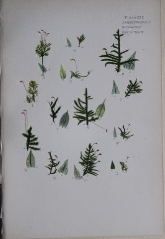 F.E. Tripp - Gravure coloriée à la main représenta