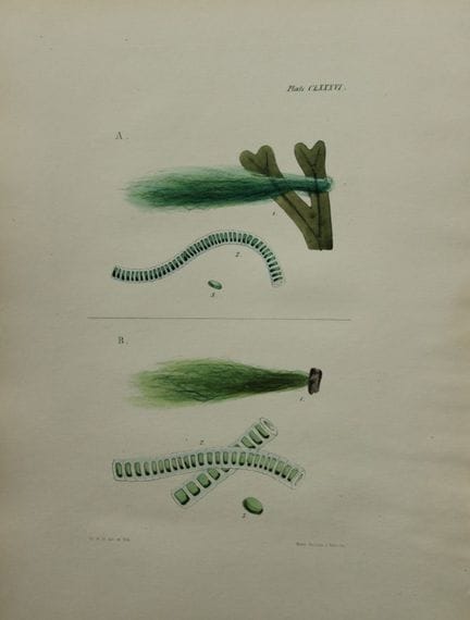 威廉-哈维 - 1846 年《海草》手绘石版画。

这幅石版画出自 Phycologia Brita