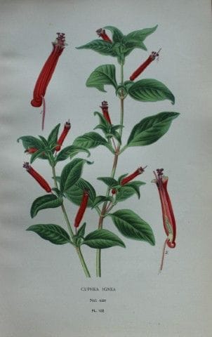 Edward Step - Chromolithographie de fleurs, 1896.
