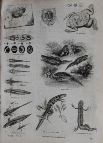 Gravure représentant des crapauds et des grenouill