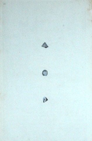 Edward Donovan – Handkolorierter Stich von Muschel