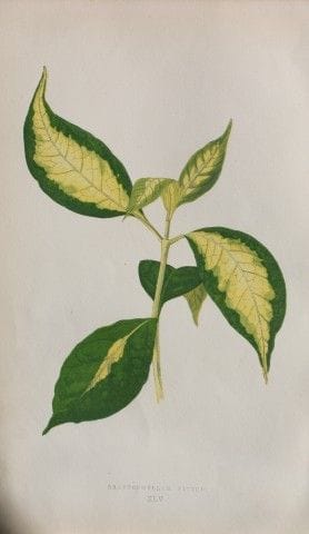Edward Lowe - Beautiful Leaved Plants 1861.

This 