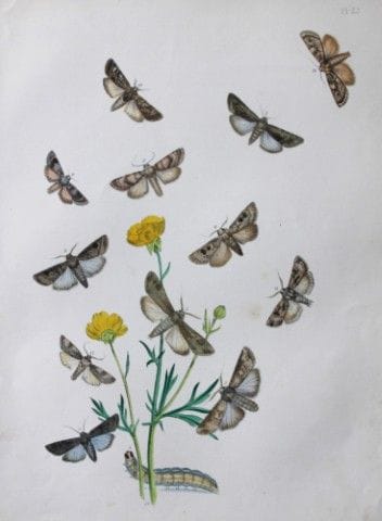 HN Humphreys - Lithographie coloriée à la main rep