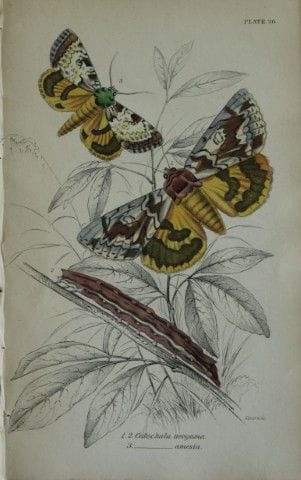 James Duncan - Gravure coloriée à la main représen