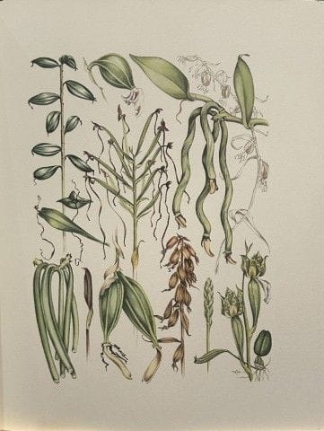 Mary Grierson - Magnifique lithographie d'orchidée