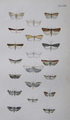 Révérend F.O. Morris - Gravure représentant des pa