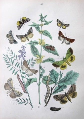 WF Kirby – Handkolorierte Lithografie aus „Europea